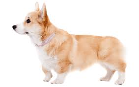 Browse thru pembroke welsh corgi puppies for sale near buffalo, new york, usa area listings on puppyfinder.com to find your perfect puppy. Corgi Puppies For Sale In Arlington Virginia Adoptapet Com