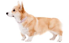 The pembroke welsh corgi and the cardigan welsh corgi. Corgi Puppies For Sale In Florida Adoptapet Com