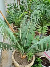 Image result for Encephalartos aplanatus