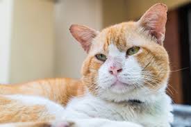 Gesunde Ernahrung Fur Alte Katzen Herz Fuer Tiere De