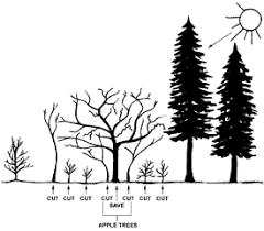 Don't miss ty ty's wildlife tree sale. Bulletin 7126 Wild Apple Trees For Wildlife Cooperative Extension Publications University Of Maine Cooperative Extension