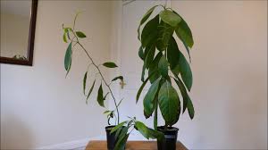 You can place the avocado outside during summer, and bring inside before first frost. Repotting My Avocado Plants Youtube