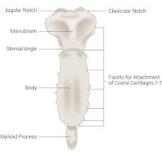 The sternum is a long bone that runs down the middle of the chest and connects to all of the rib bones. Figure Sternum Jugular Notch Manubrium Sternal Statpearls Ncbi Bookshelf