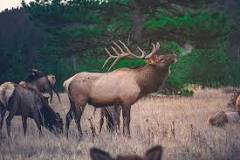 Is elk better than deer meat?