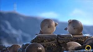 If Animals Were Round Animals Sayings Round