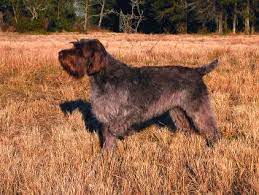 All of our puppies come with a health guarantee, prepaid akc registration and lifetime microchip membership. Wirehaired Pointing Griffon Dog Breed Profile Petfinder