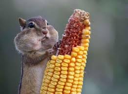 Lovely Glutton Hayvanlar Sincap Komik Hayvan Alintilari