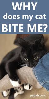Pin On Cat Food Health