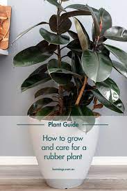 How To Grow And Care For A Rubber Plant Rubber Plant Rubber Tree Plant Plants