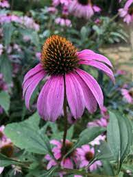 Growing Echinacea How To Care For Purple Coneflowers Heat Tolerant Flowers Plants Echinacea