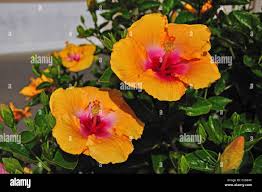 Image result for Hibiscus physaloides