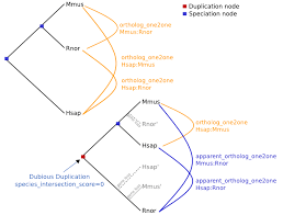 Gene Orthology Paralogy Prediction Method