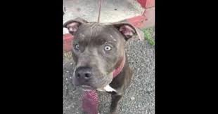 Mayweather A1075668 Animal Abuse Stories Animal Rescue Poor Dog