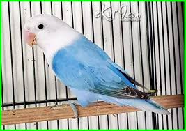 Check spelling or type a new query. 15 Warna Lovebird Paling Mahal Di Indonesia Harganya Bisa Mencapai Jutaan Rupiah Ekor9 Com Ekor9 Com