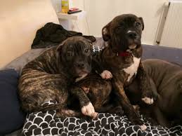 Behov for synonymer til hund for å løse et kryssord? 2 Hunde Abzugeben In Bremen Bremerhaven Ebay Kleinanzeigen