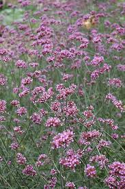 Tall Verbena Verbena Bonariensis At The Growing Place Plants Flower Photos Garden Center