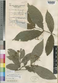 Image result for Lasiodiscus pervillei