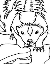 Angry Skunk Coloring Page Color Luna Di 2020