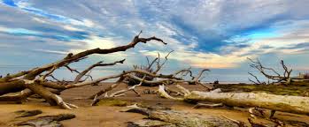 Maybe you would like to learn more about one of these? Boneyard Beach Florida State Parks