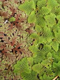 Image result for Salviniaceae