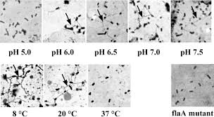 For this reason, they are also classified as coccibacillus bacteria. The Impact Of Growth History And Flagellation On The Adhesion Of Various Listeria Monocytogenes Strains To Polystyrene