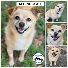 Australian K9 Rescue Vic added...