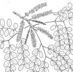 Image result for Amblygonocarpus