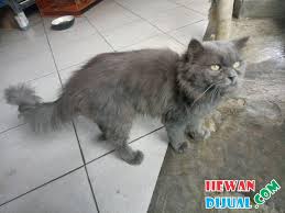 Kucing persia tidak selalu pesek. Kucing Harga Kucing Persia Medium Long Hair