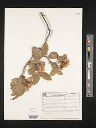 Image result for Chamaecrista fenarolii