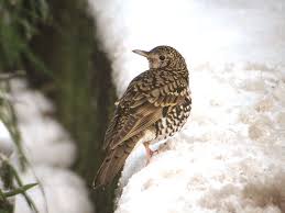 Image result for トラツグミ