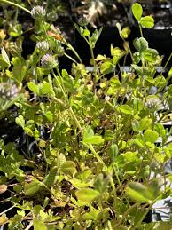 Image result for Trifolium masaiense
