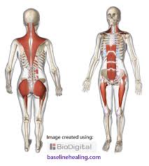 The Five Main Muscles For A Full Range Of Natural Movement Dynamic Alignment Balance Lesswrong