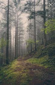 ‫غابة‬‎ ile ilgili görsel sonucu