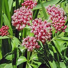 Image result for Asclepias schumanniana
