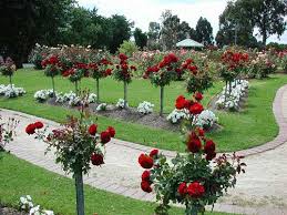 Resultado de imagem para jardins com rosas do deserto
