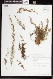 Image result for Lellingeria