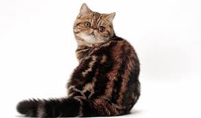 Exotic short hair cat pictures baby exotic short hair hi amazing photograph, love this very cute. Exotic Shorthair Cat Breed Information