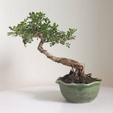 Juni 25, 2021 bonsai volanti con il termine kokedama si intende un. à¸¡à¸°à¸ª à¸‡ Feroniella Lucida Scheff Swingle Cay Kiá»ƒng Bonsai Cay