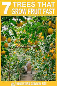 Most Fruit Trees Take A Long Time To Start Bearing Fruit But There Are Some Varieties That Will Give You Fr Fruit Trees Fruit Garden Fruit Trees In Containers
