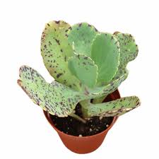 Image result for Kalanchoe marmorata