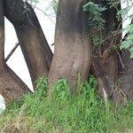 Image result for Aeschynomene elaphroxylon