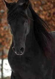 pin von barbara rathmanner auf pferde pferde schone pferde schwarzes pferd