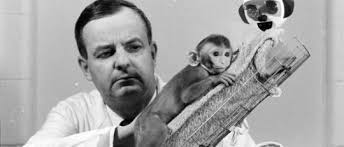 Gua, la chimpancé criada como un bebé humano