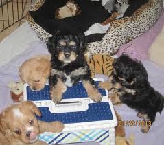 We did not find results for: 28 Cavapoo Ideas Cavapoo Puppies Cavapoo Puppies