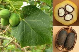 Image result for Dioscorea dregeana