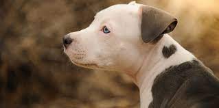Affectionate and very friendly, the pit bull is a loving pet that is never afraid to show its love and commitment to those who give it the correct mix of training, socialization, and affection. The Pitbull Husky Mix A Loving And Protective Companion