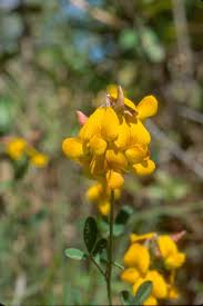 Image result for Crotalaria filicaulis