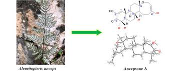 Image result for Aleuritopteris