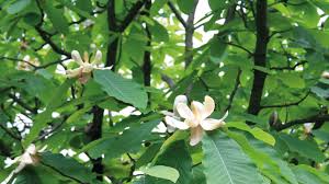 Their big, waxy, glossy leaves juxtaposed with heady, fragrant flowers are familiar sights to southerners. The Plantsman S Choice Japanese Bigleaf Magnolia Tree Care Supporters