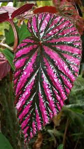 Image result for Begonia brevibracteata